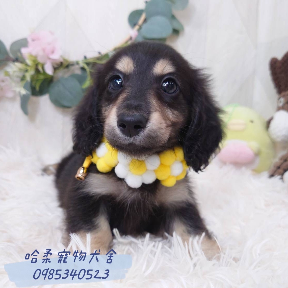 Read more about the article 哈柔寵物犬舍／臘腸犬