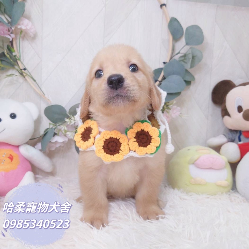 You are currently viewing 哈柔寵物犬舍／黃金獵犬