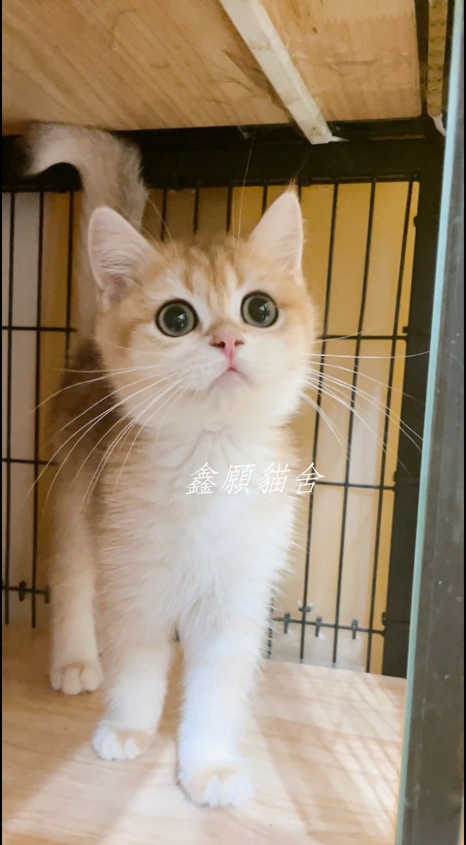 鑫願貓舍／金漸層英國短毛貓