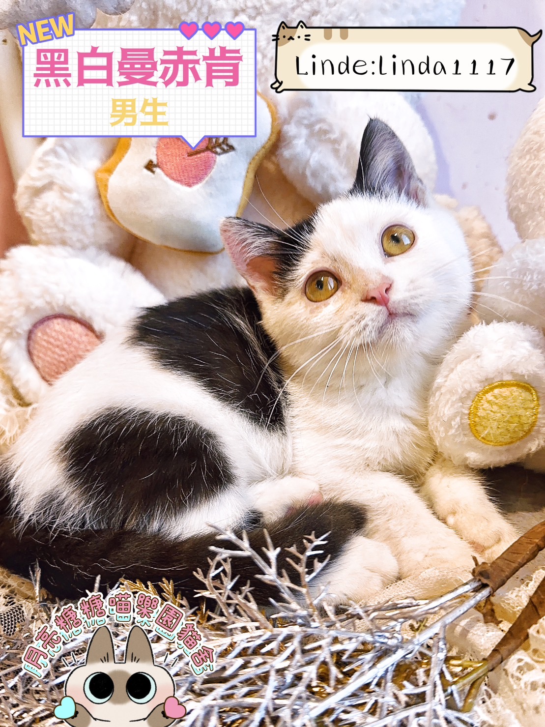 月亮糖糖喵樂園／黑白曼赤肯