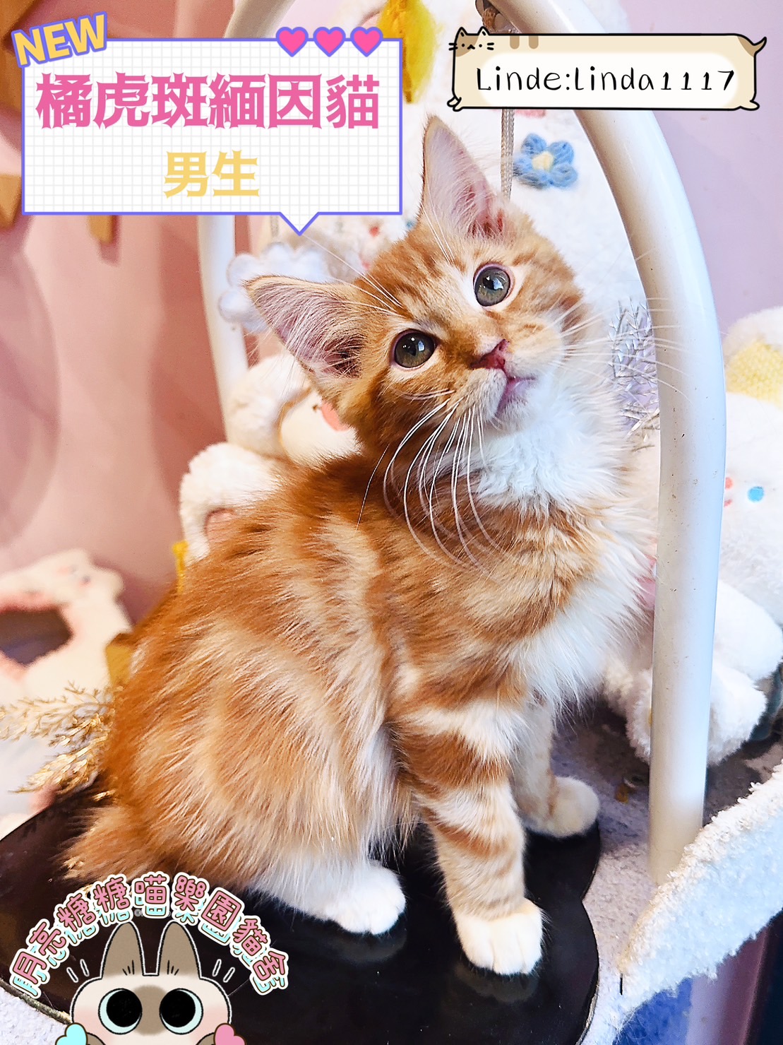 月亮糖糖喵樂園／橘虎斑緬因貓