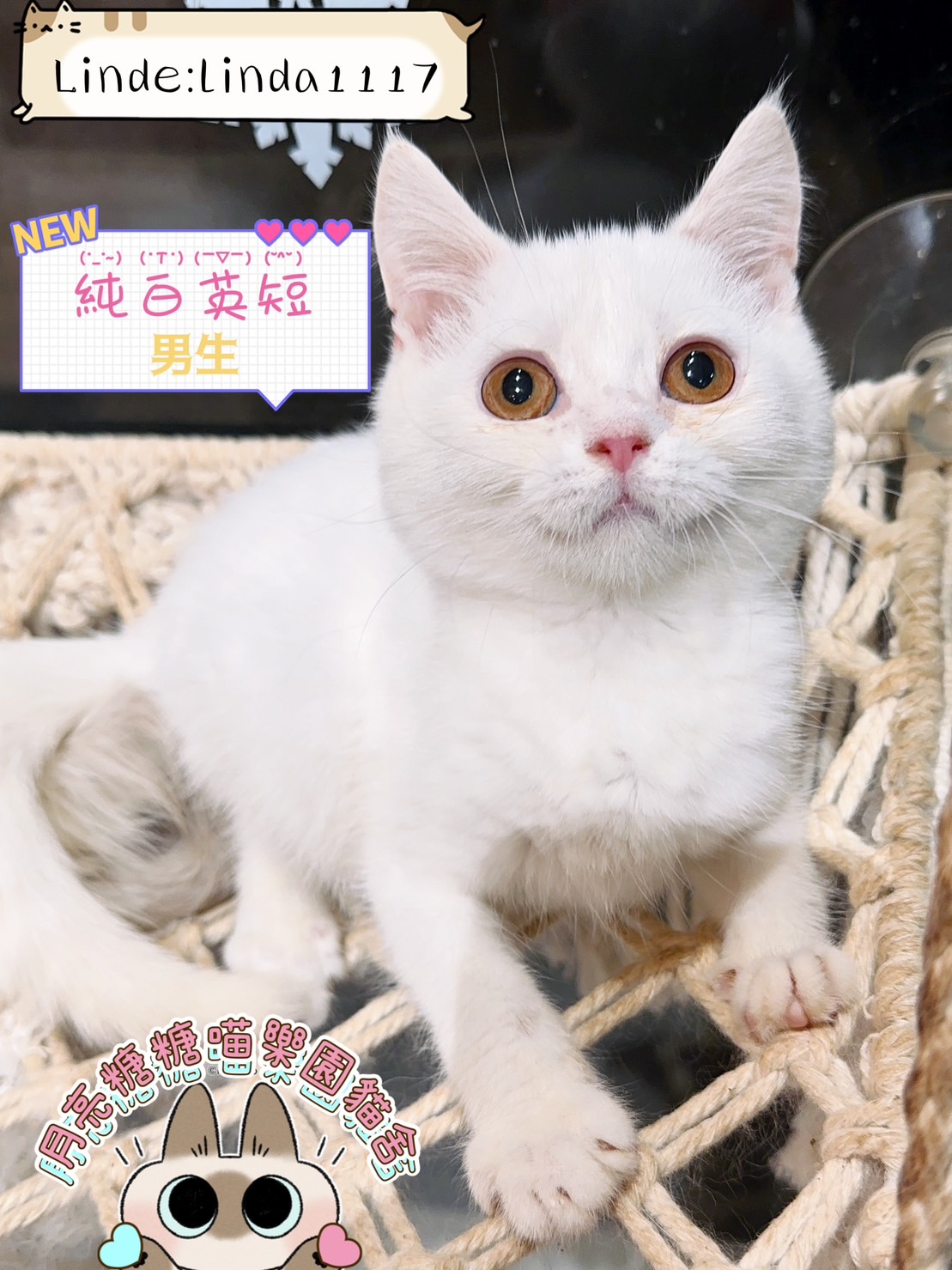 月亮糖糖喵樂園／純白英國短毛貓