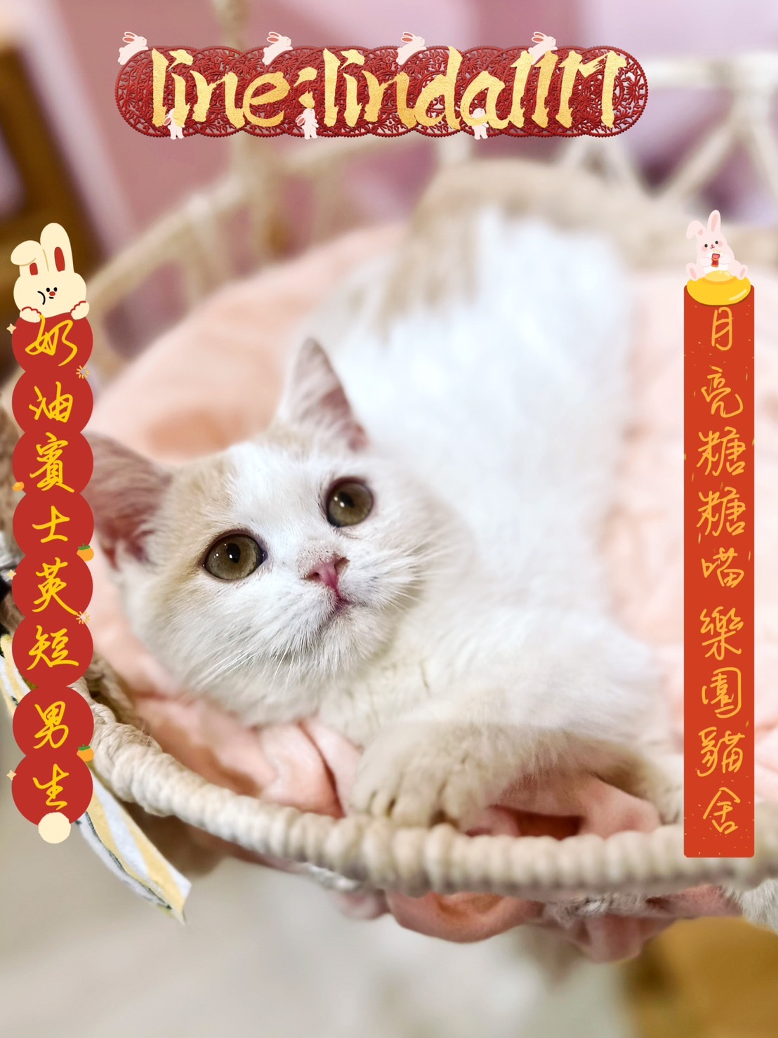 月亮糖糖喵樂園／奶油賓士英國短毛貓