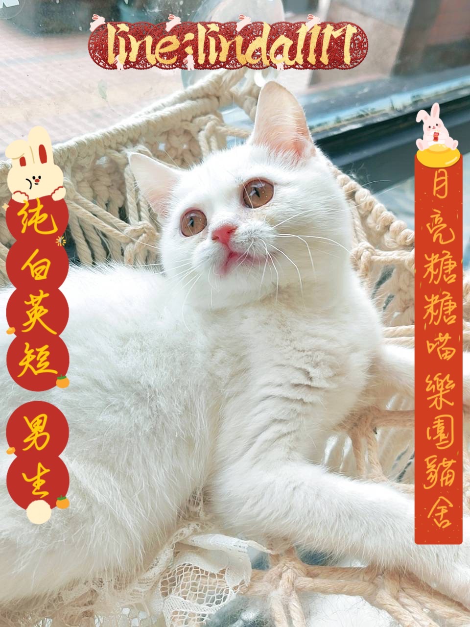 月亮糖糖喵樂園／純白英國短毛貓