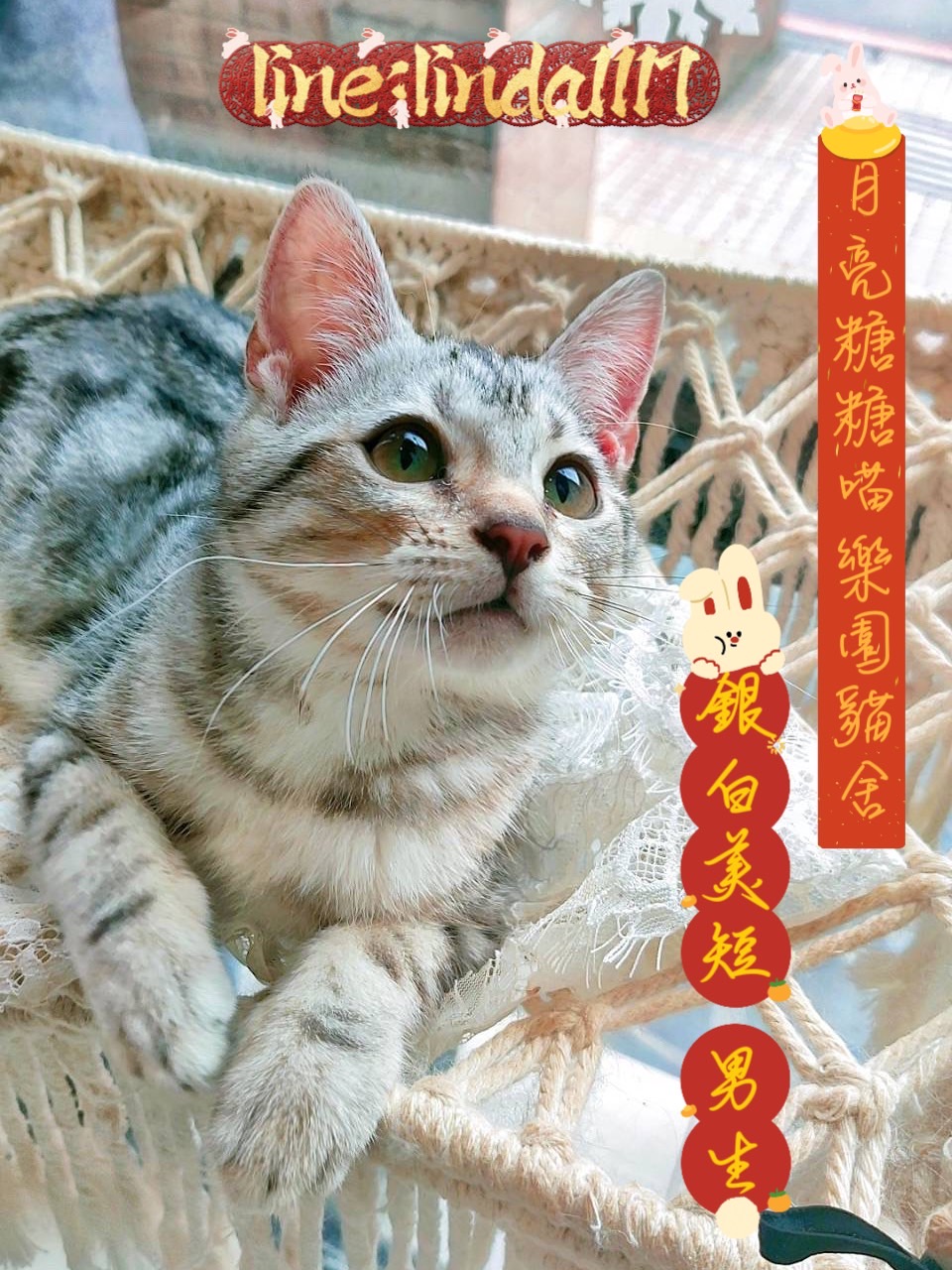 月亮糖糖喵樂園／銀虎斑美國短毛貓