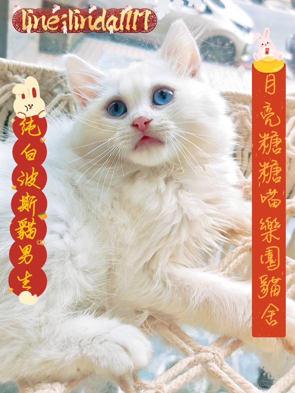 月亮糖糖喵樂園／純白英國長毛貓