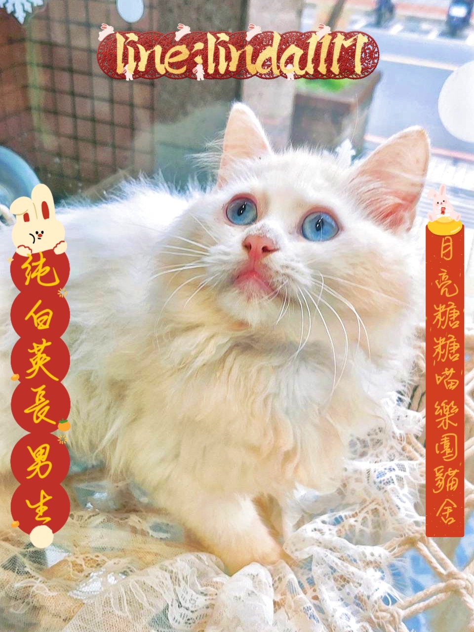 月亮糖糖喵樂園／純白英國長毛貓