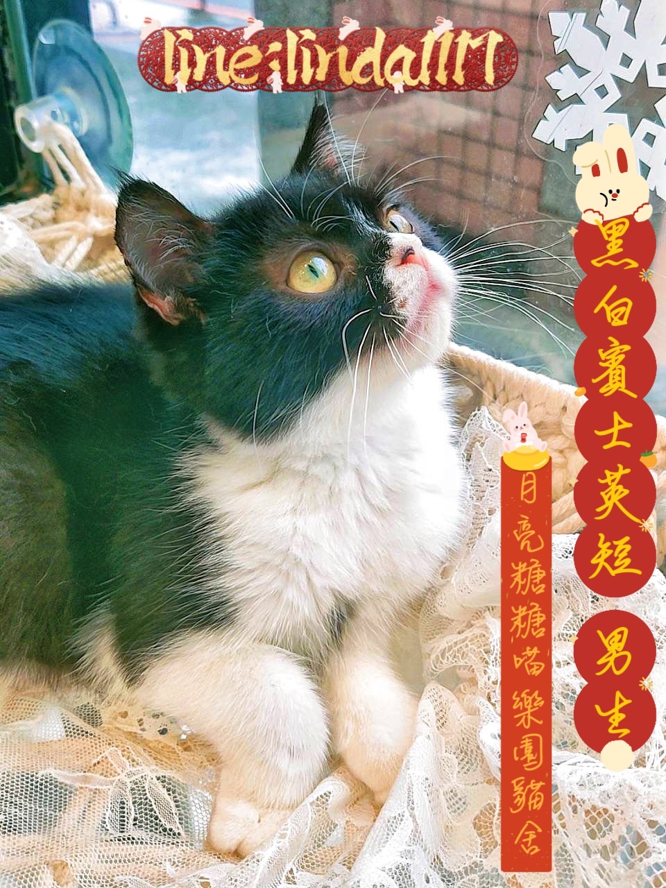 月亮糖糖喵樂園／黑白賓士英國短毛貓