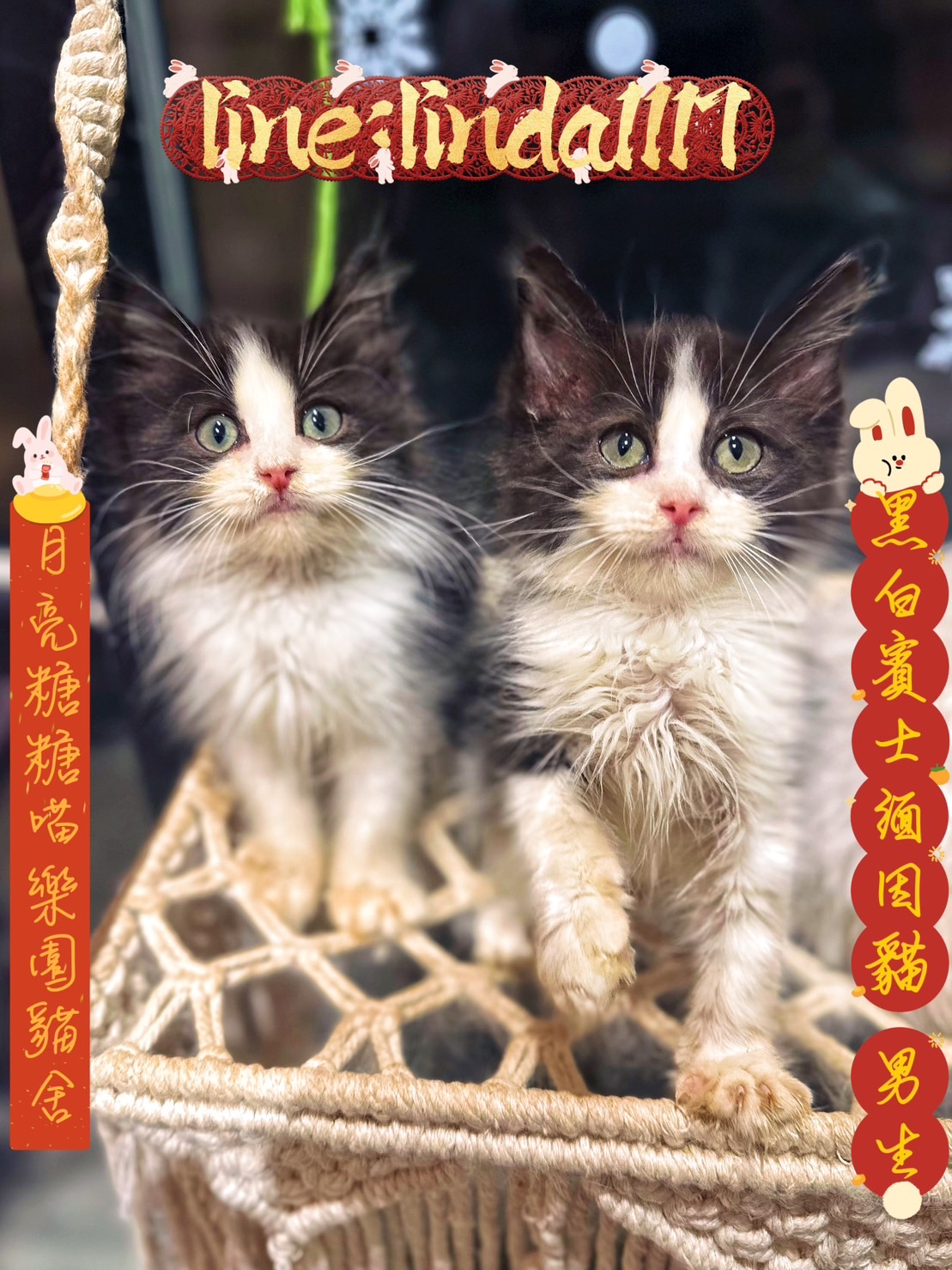 月亮糖糖喵樂園／黑白賓士緬因貓