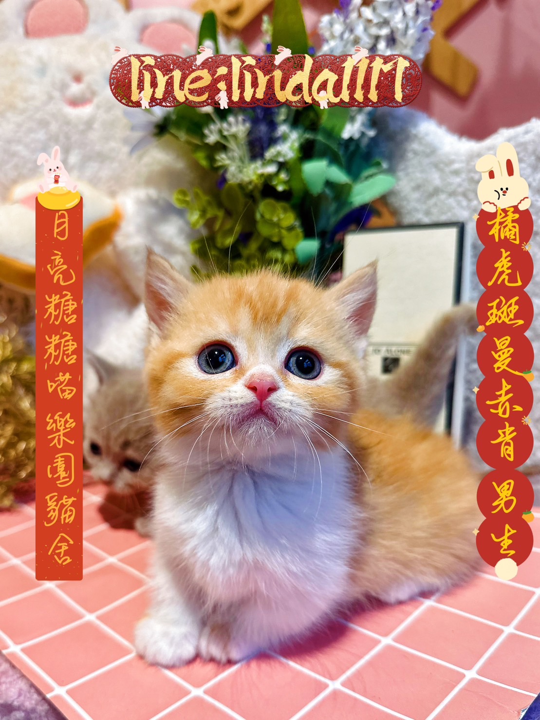月亮糖糖喵樂園／橘白賓士曼赤肯
