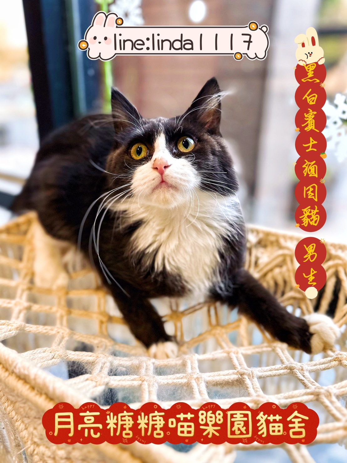 月亮糖糖喵樂園／黑白賓士緬因貓