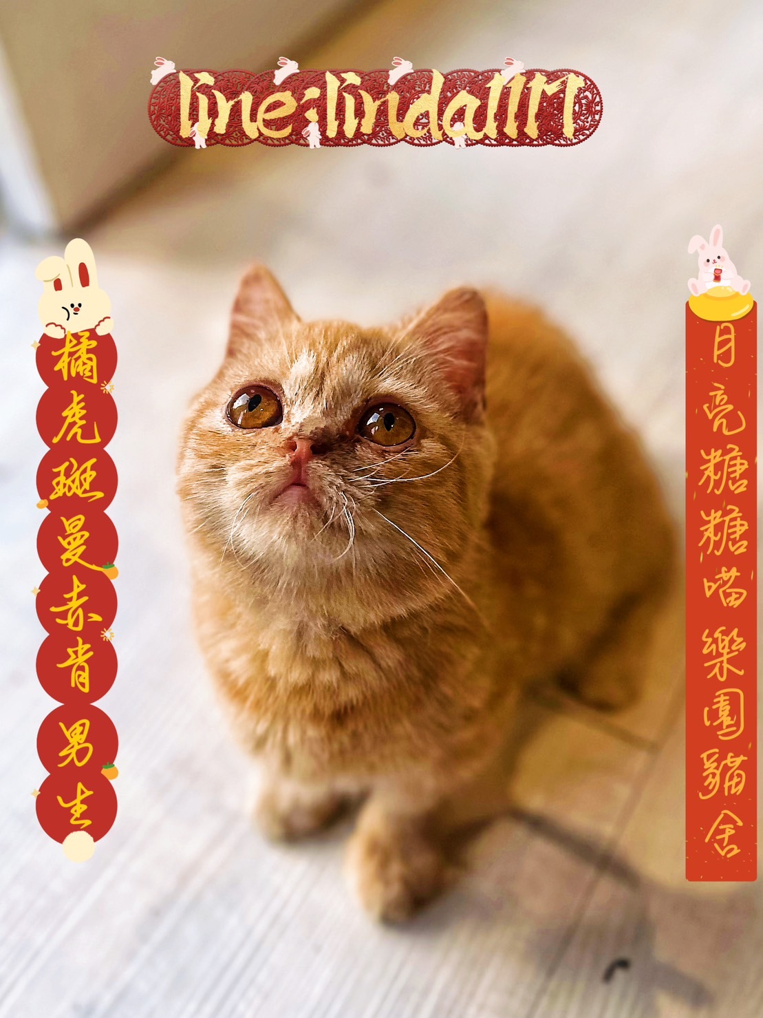 月亮糖糖喵樂園／橘虎斑曼赤肯