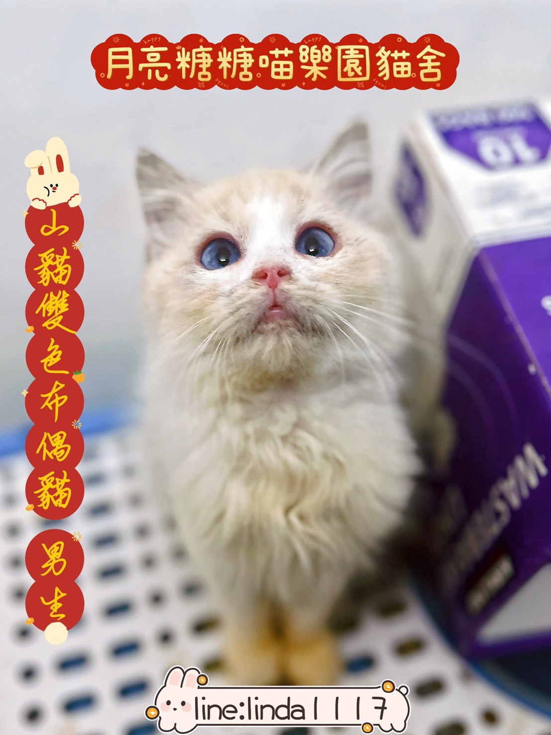 月亮糖糖喵樂園／山貓雙色布偶貓