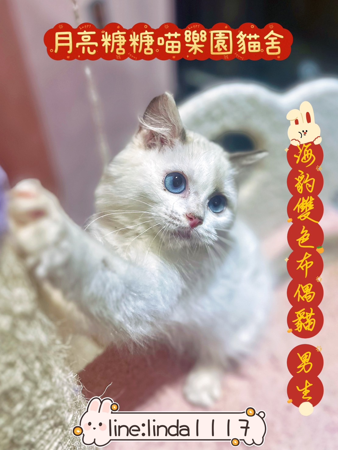 月亮糖糖喵樂園／海豹雙色布偶貓