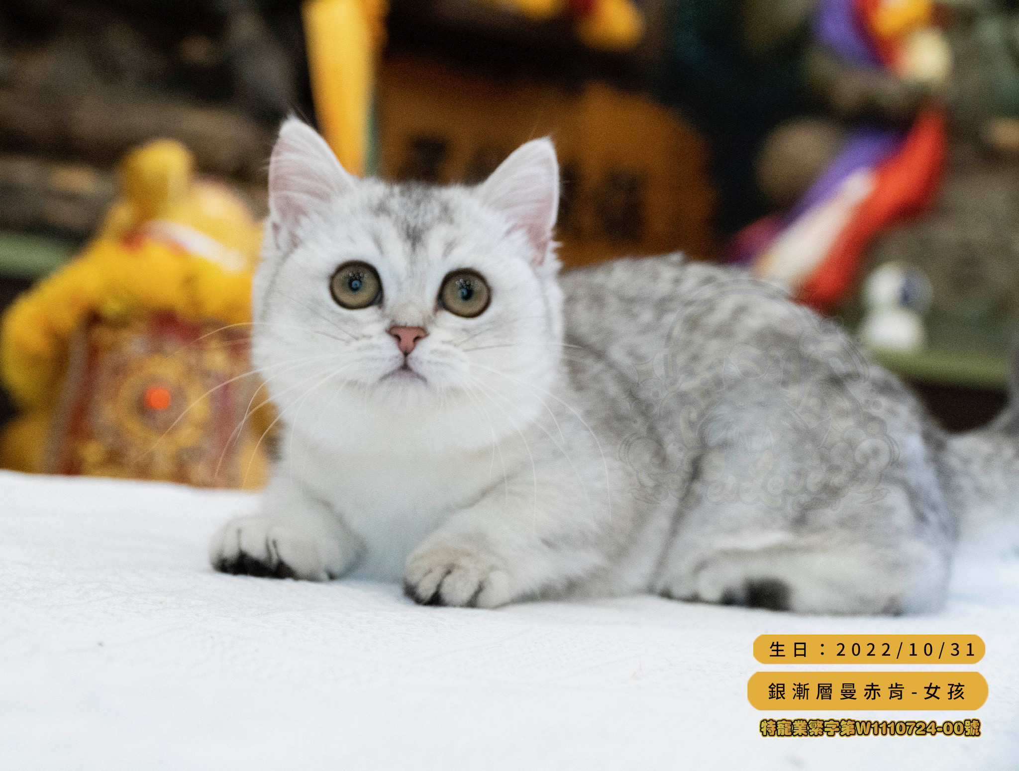 Read more about the article 寵愛貓舍／銀漸層色曼赤肯