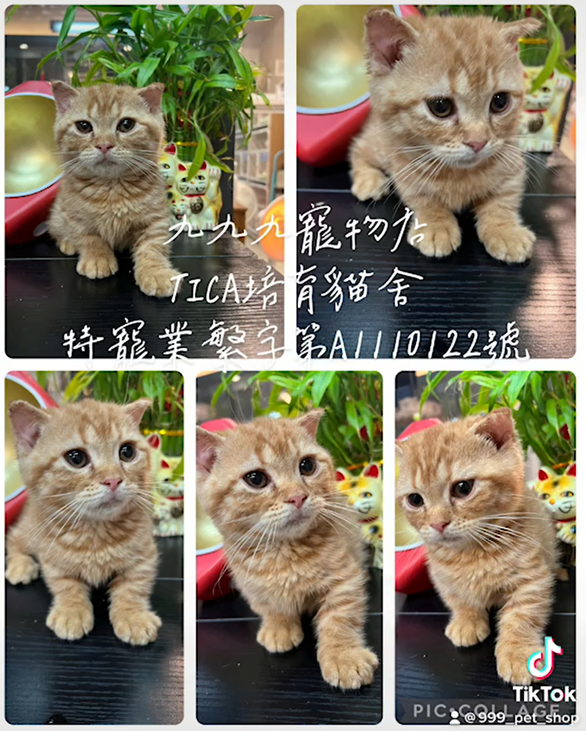 You are currently viewing 九九九寵物店 / 曼赤肯