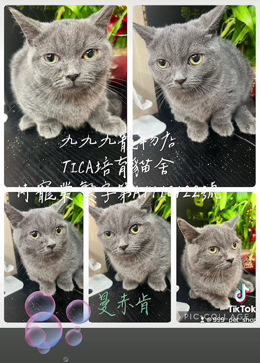 You are currently viewing 九九九寵物店 /藍曼赤肯