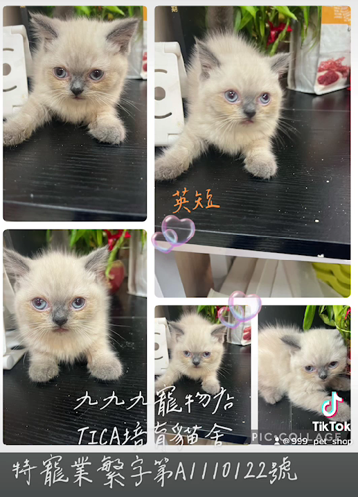 You are currently viewing 九九九寵物店 / 重點色英國短毛貓