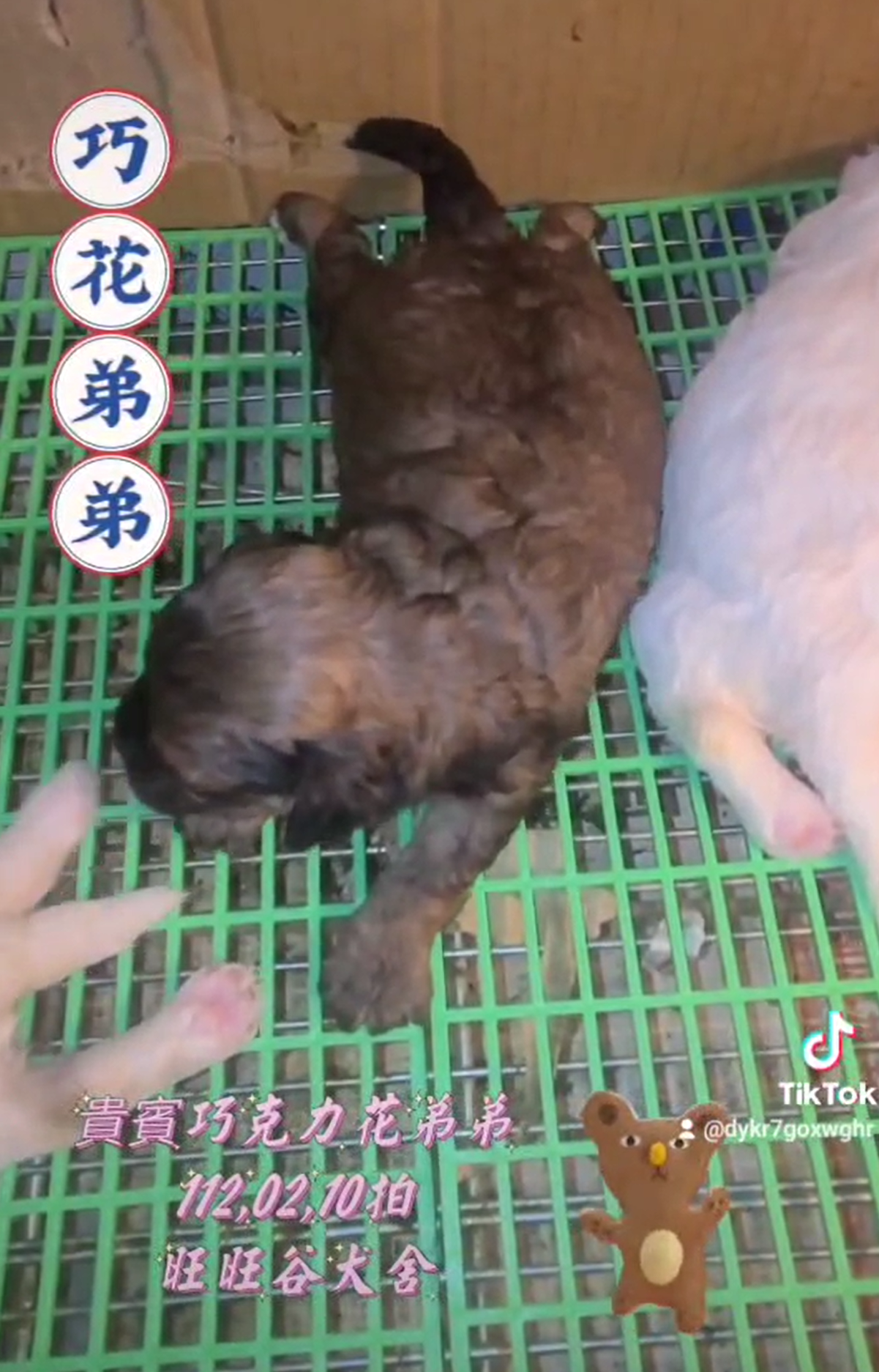 You are currently viewing 旺旺谷犬舍／巧克力花貴賓