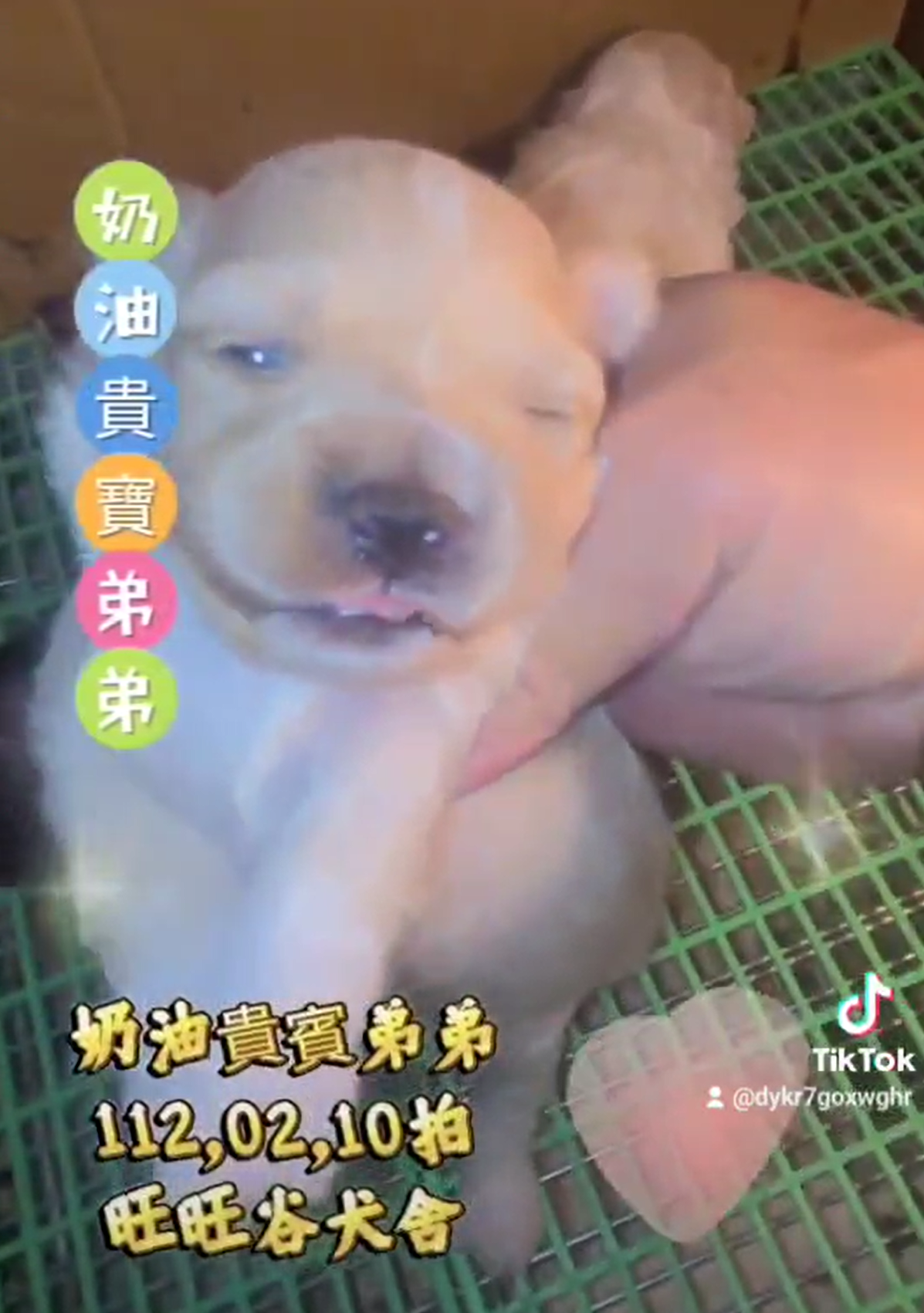 You are currently viewing 旺旺谷犬舍／奶油貴賓