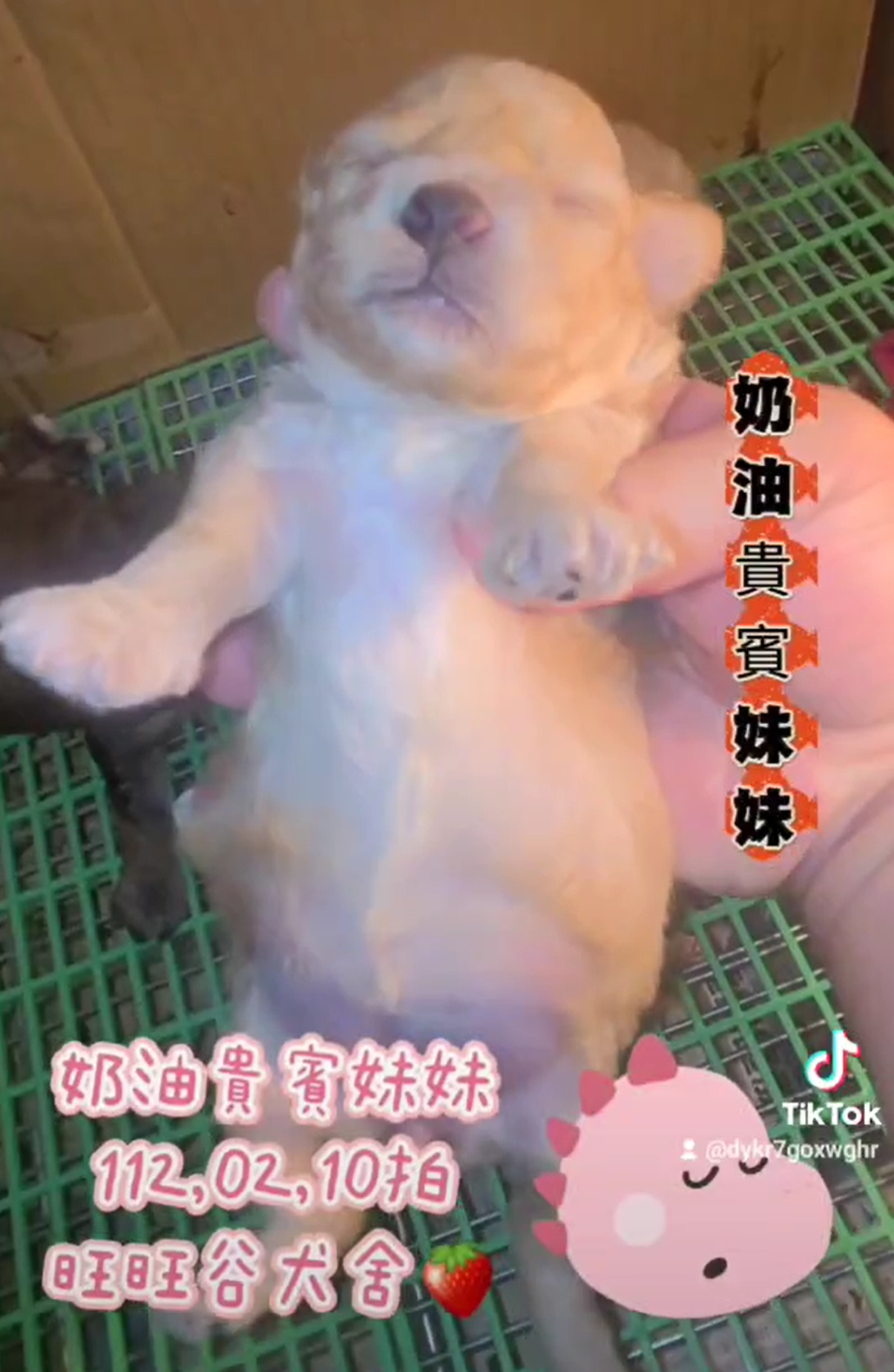 You are currently viewing 旺旺谷犬舍／奶油貴賓