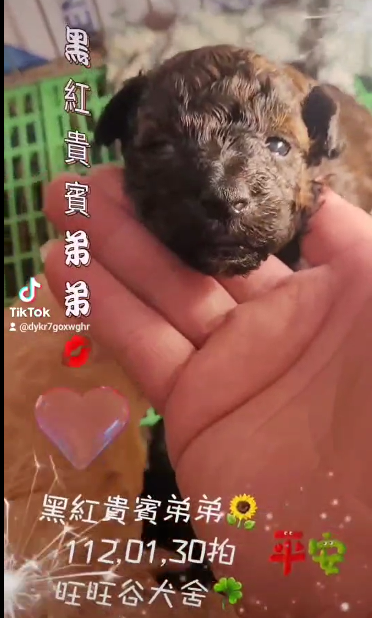 You are currently viewing 旺旺谷犬舍／黑紅貴賓