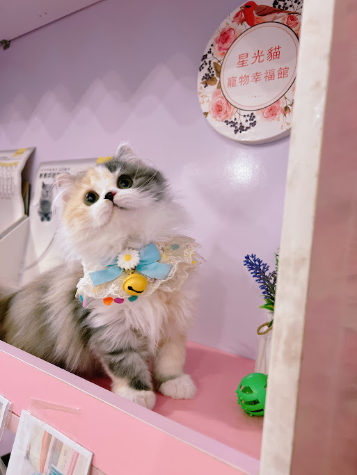 星光貓舍／三花英國長毛貓