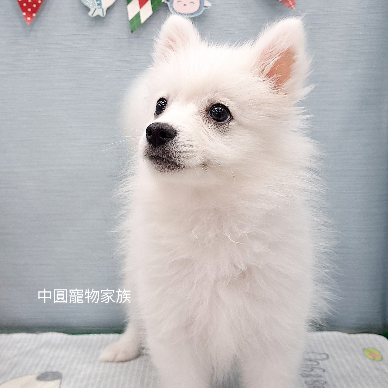 You are currently viewing 中圓寵物家族／狐狸犬