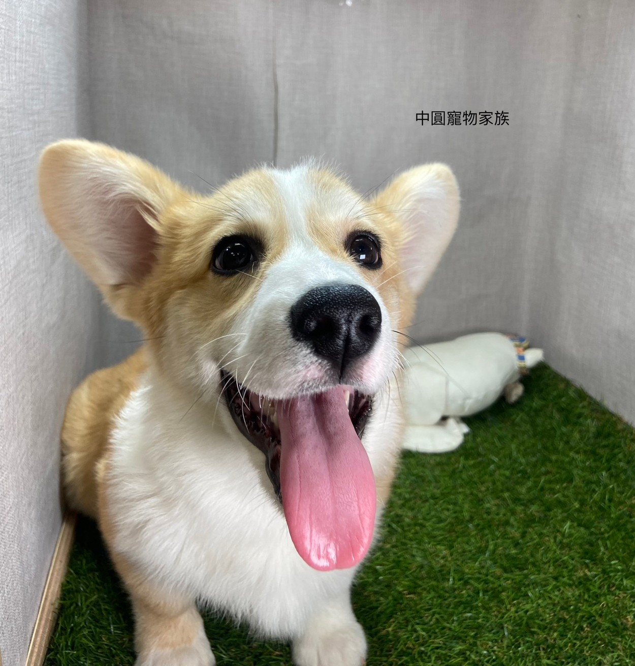 Read more about the article 中圓寵物家族／雙色柯基犬