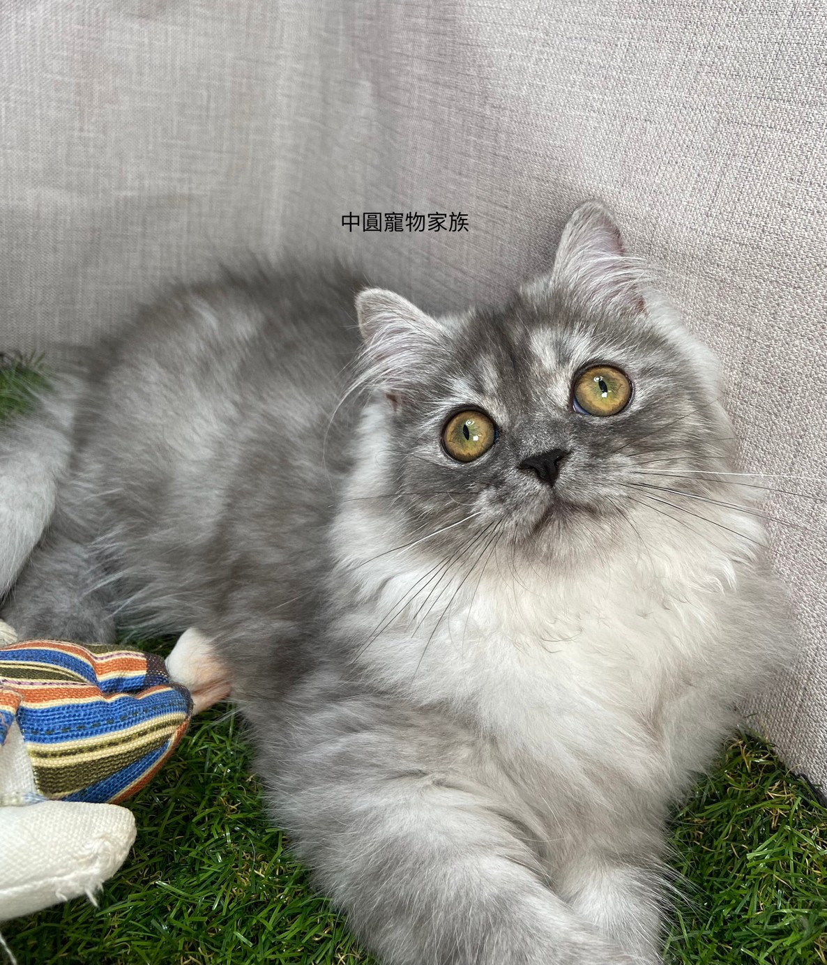 You are currently viewing 中圓寵物家族／灰色非標準長毛貓