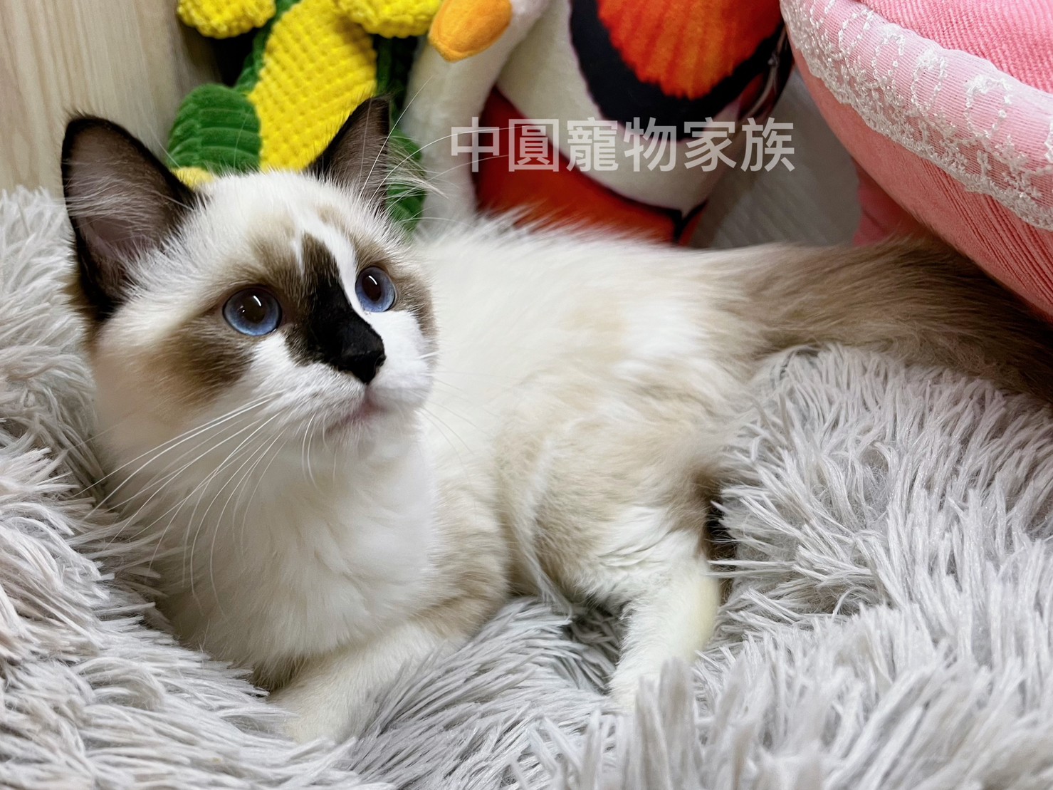 You are currently viewing 中圓寵物家族／流星布偶