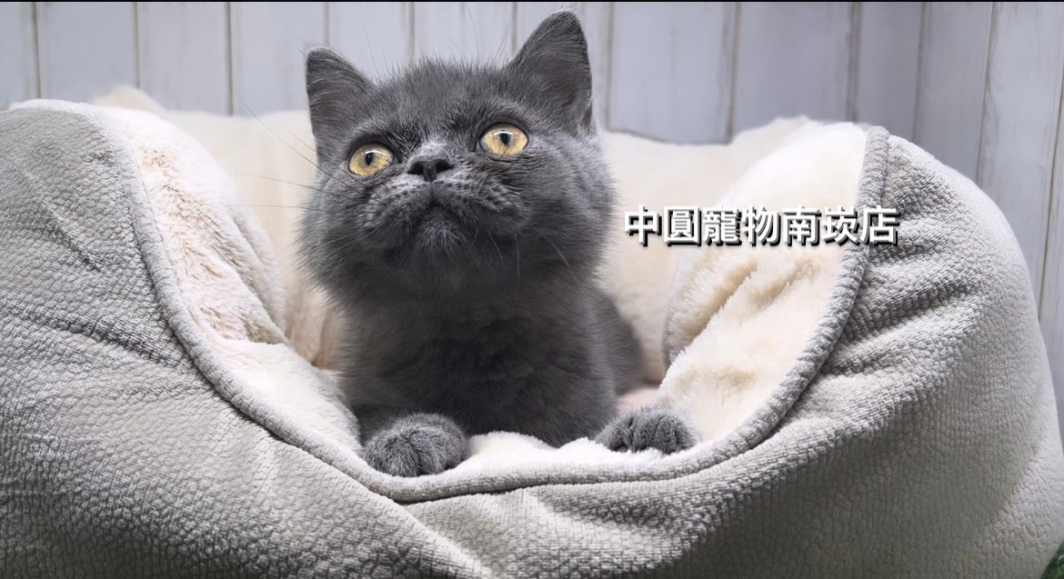 You are currently viewing 中圓寵物家族／藍色英國短毛貓