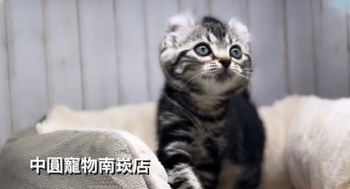 Read more about the article 中圓寵物家族／銀白色捲耳貓