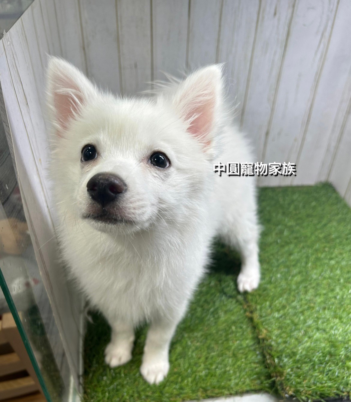 You are currently viewing 中圓寵物家族／狐狸犬