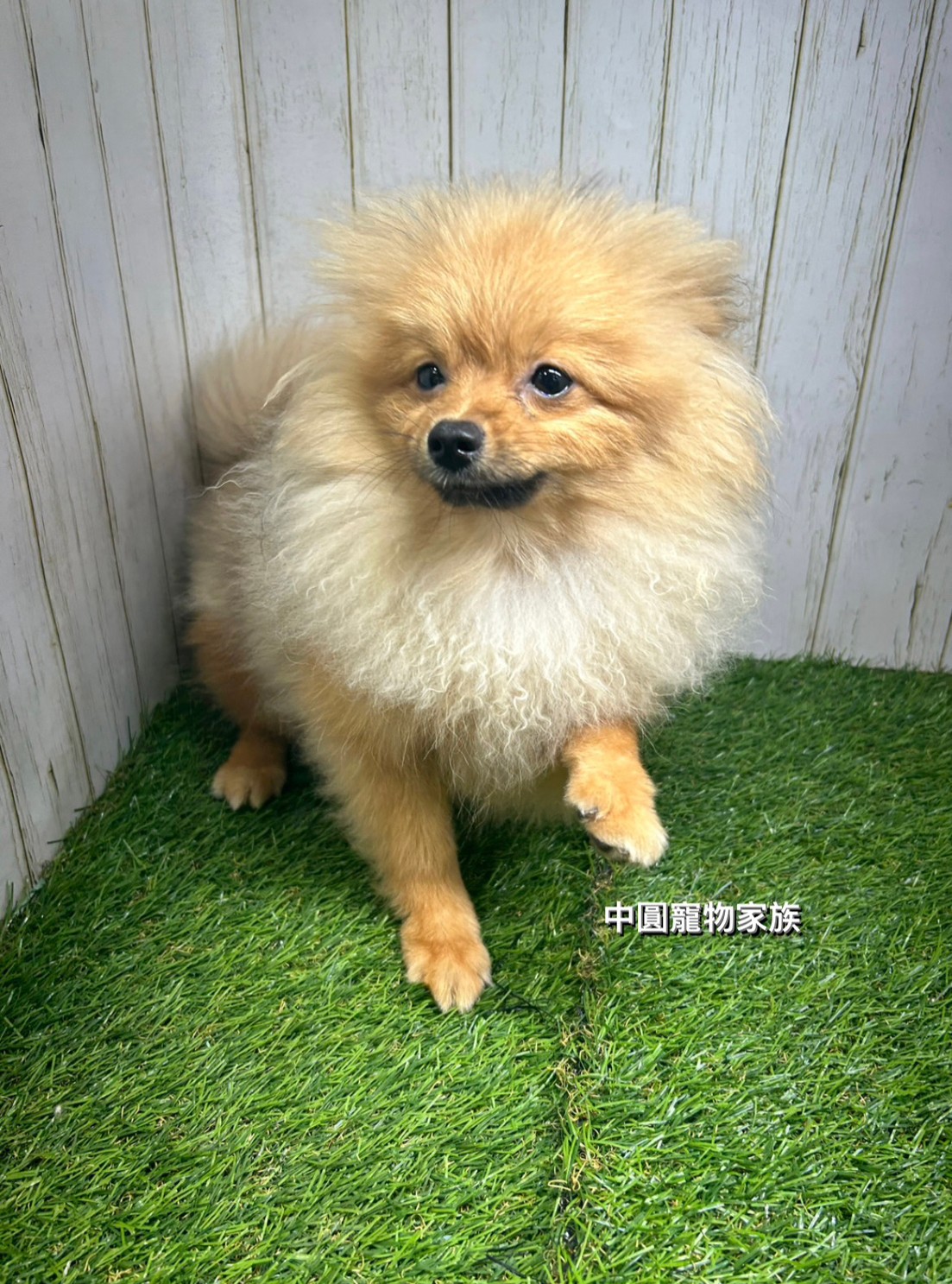 You are currently viewing 中圓寵物家族／松鼠博美犬