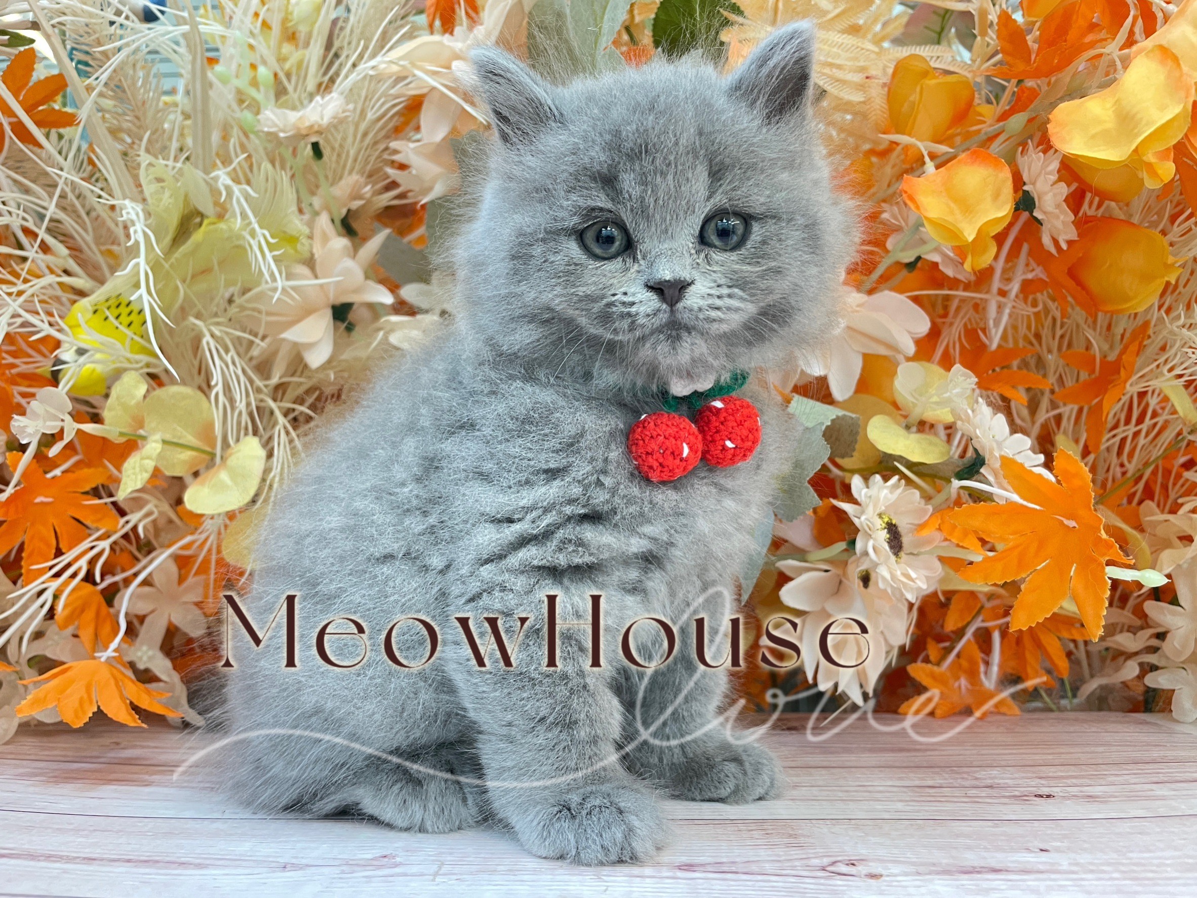 You are currently viewing 喵宅MeowHouse／藍色英國長毛貓