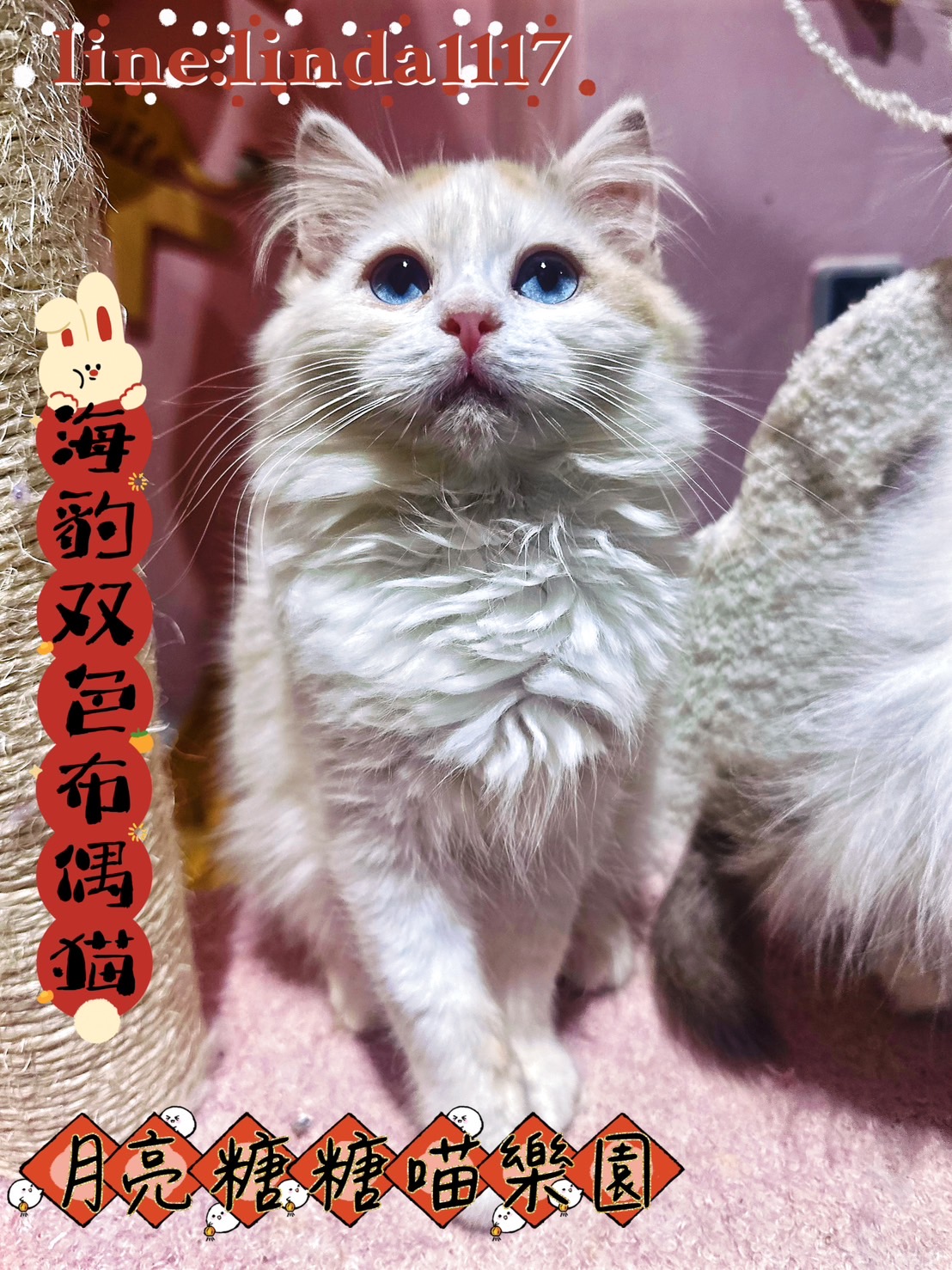 月亮糖糖喵樂園／梵色布偶貓