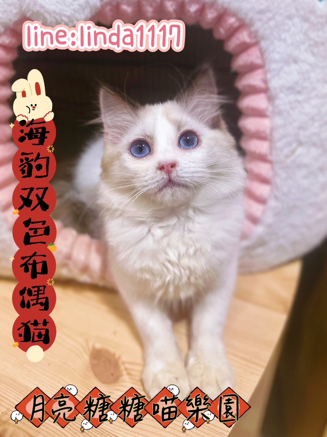 月亮糖糖喵樂園／海豹雙色布偶貓