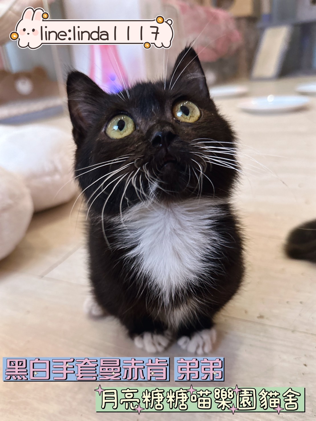 月亮糖糖喵樂園／黑白曼赤肯