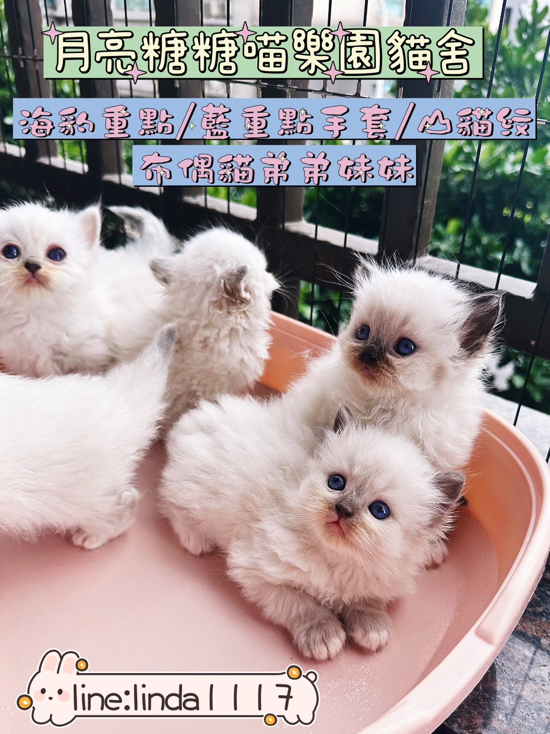 月亮糖糖喵樂園／各色布偶貓