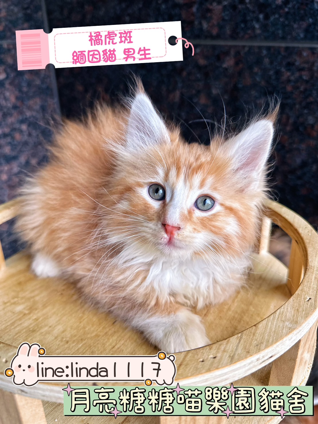 月亮糖糖喵樂園／橘色虎斑緬因貓