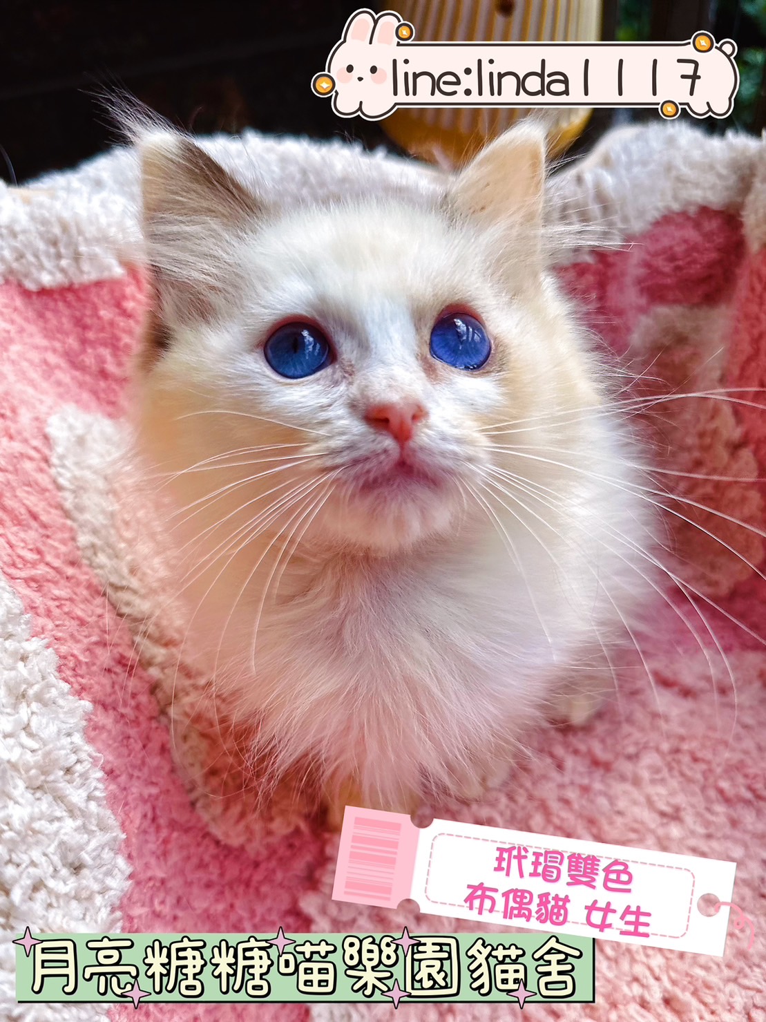 月亮糖糖喵樂園／玳帽雙色布偶貓