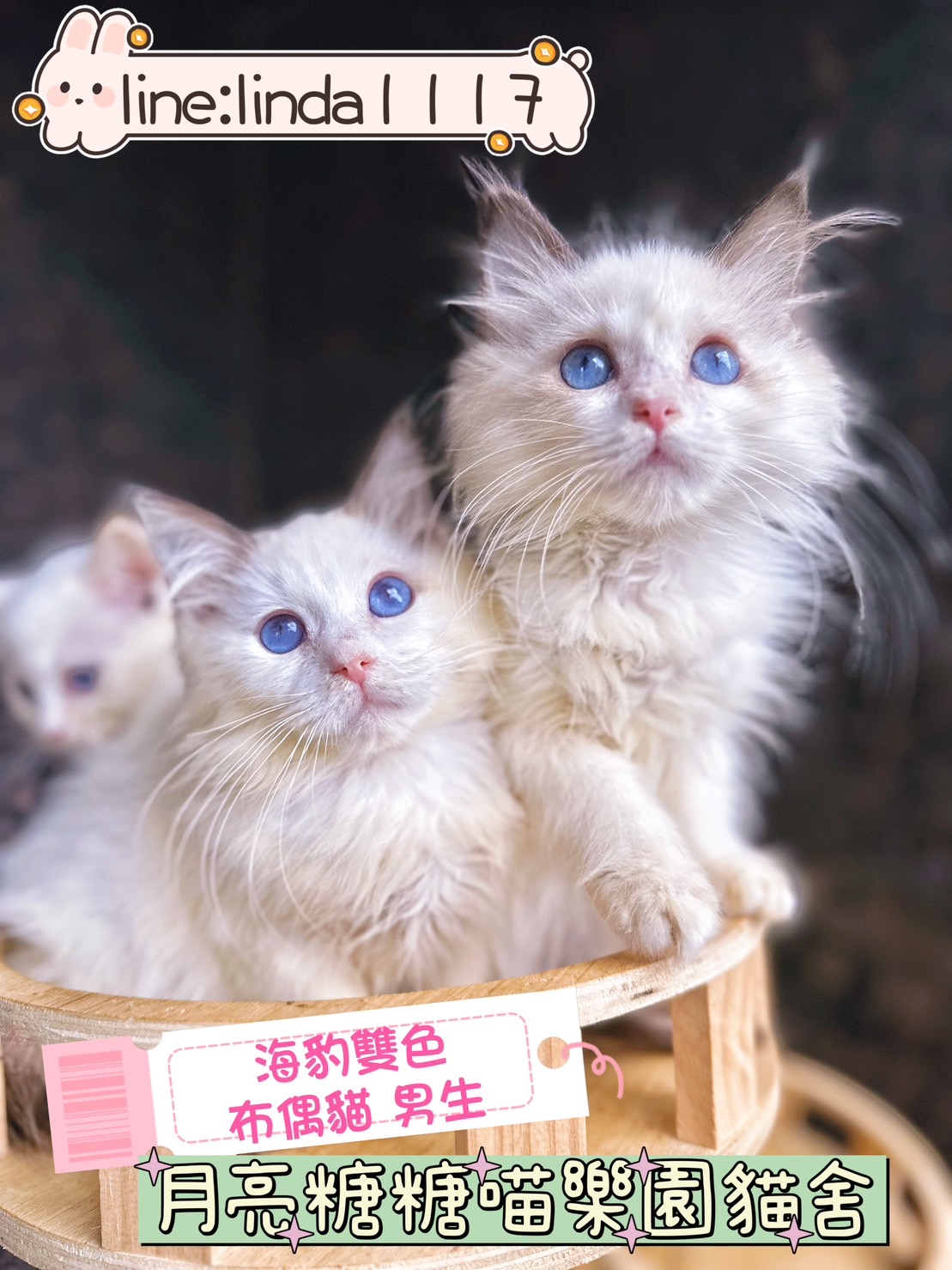 月亮糖糖喵樂園／海豹雙色布偶貓