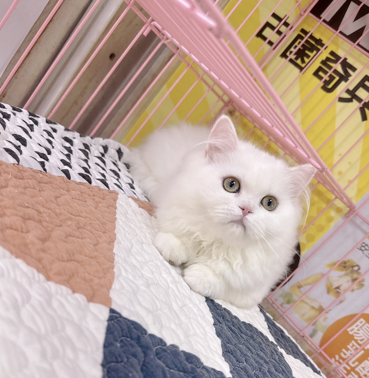 You are currently viewing 旻利寵物坊／白色英國長毛貓