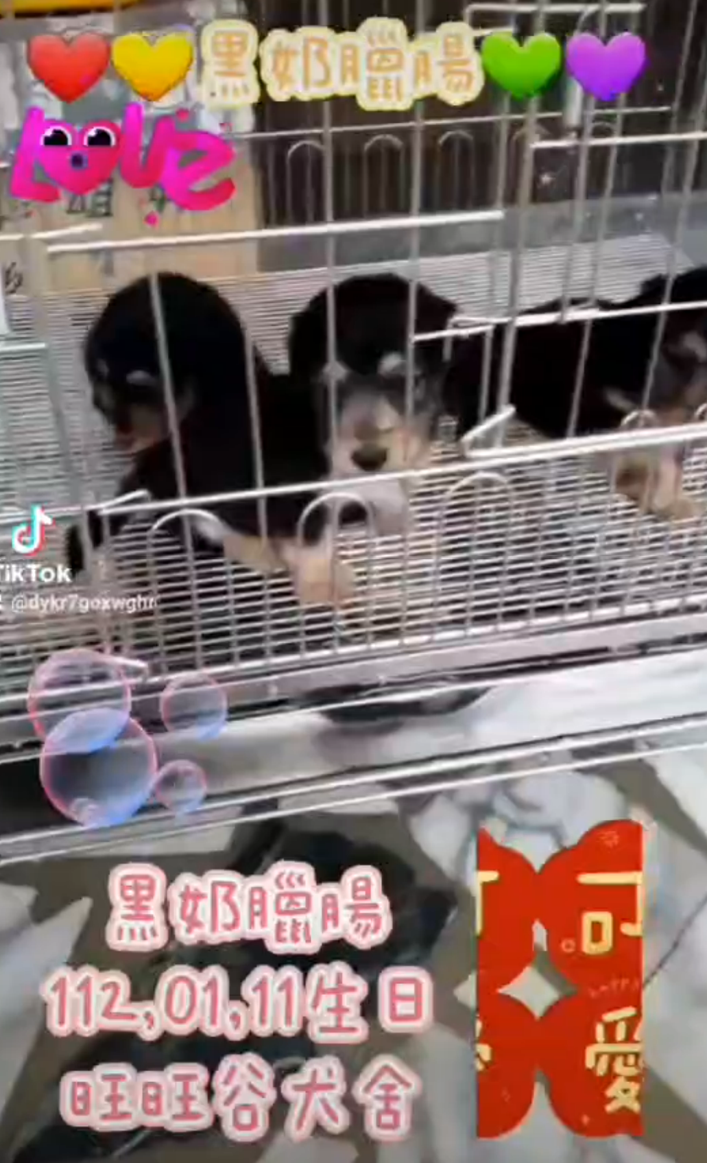 Read more about the article 旺旺谷犬舍／黑奶臘腸犬