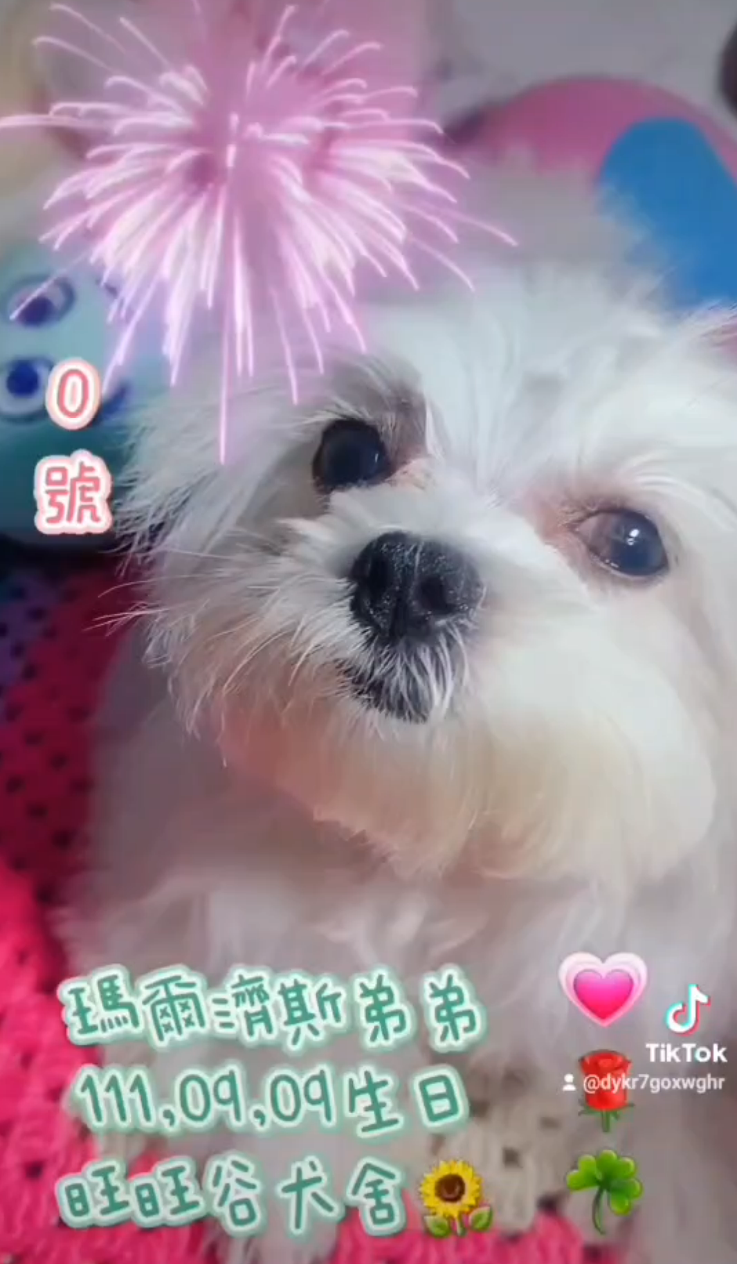 You are currently viewing 旺旺谷犬舍／瑪爾濟斯