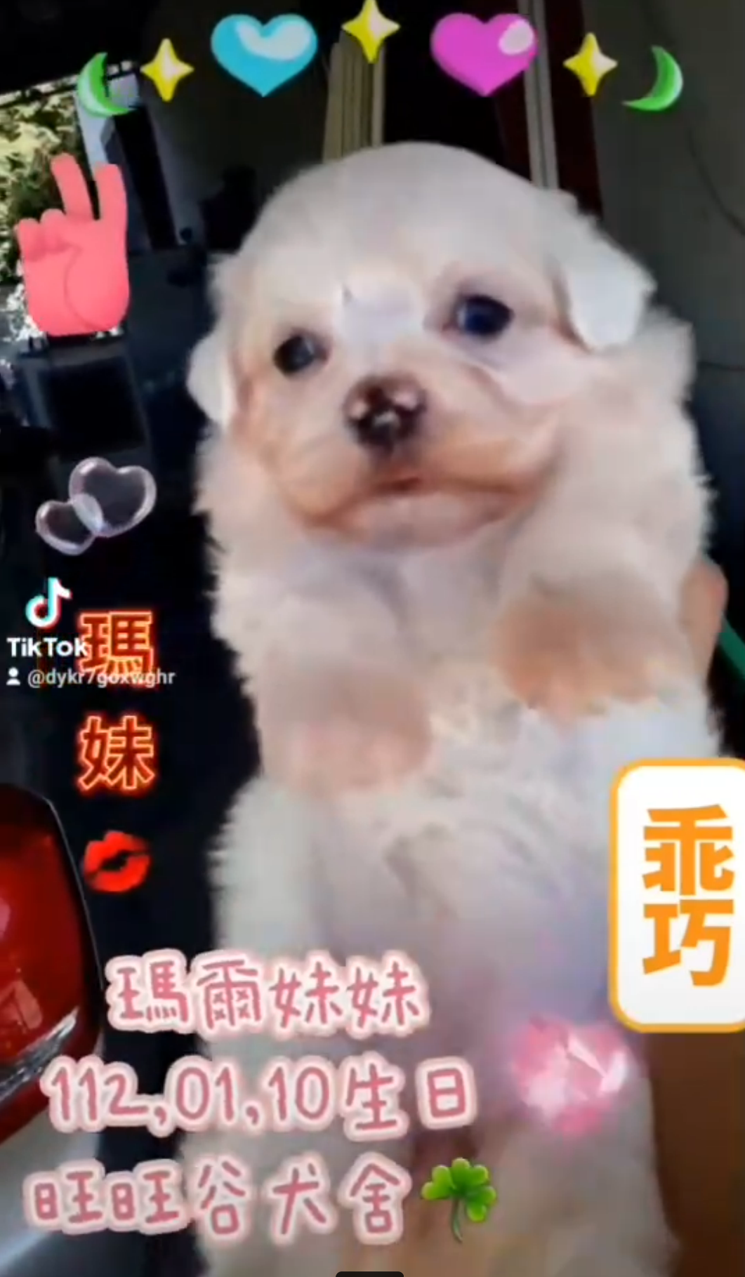 You are currently viewing 旺旺谷犬舍／瑪爾濟斯