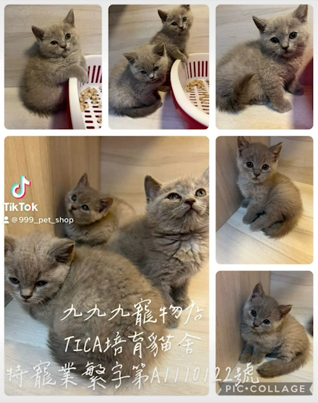 You are currently viewing 九九九寵物店 / 紫丁香色英國短毛貓