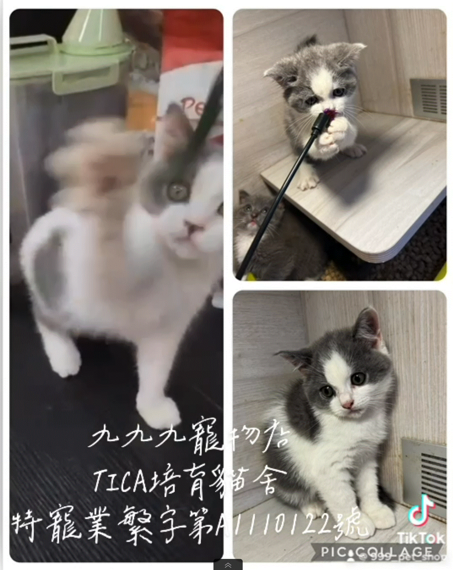 You are currently viewing 九九九寵物店 / 賓士英國短毛貓