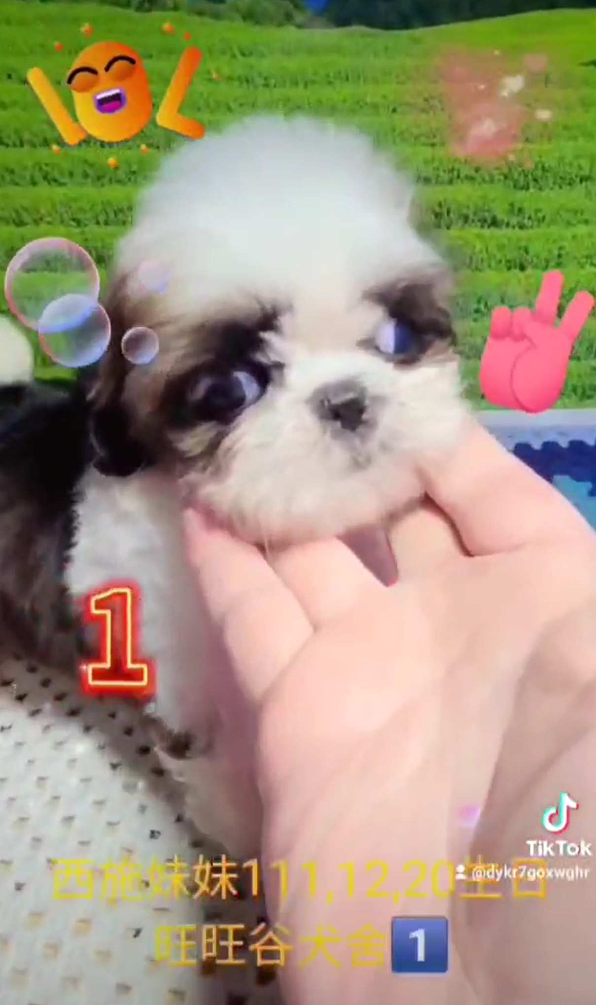 Read more about the article 旺旺谷犬舍／西施